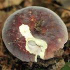 Purple-bloom Russula