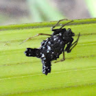 Micrathena triserrata Spider