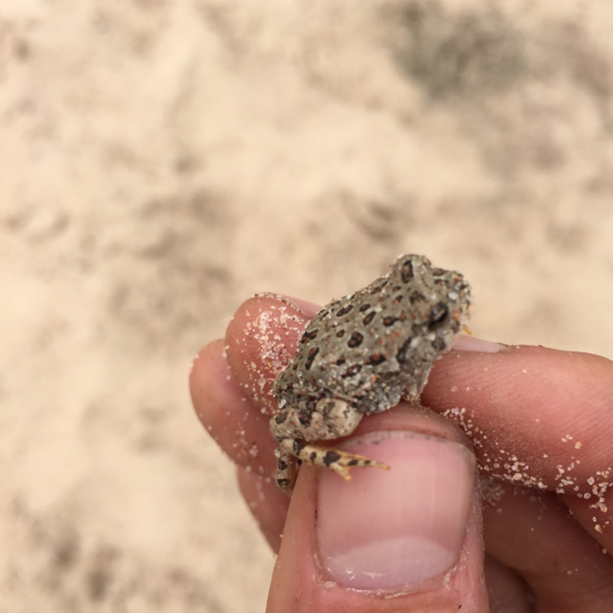 Woodhouse's toad