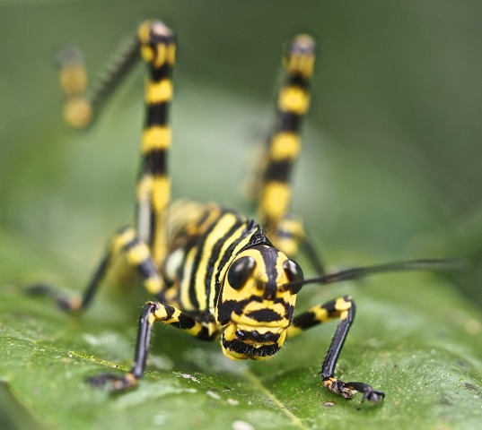 Giant Grasshopper Nymph