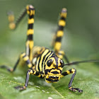 Giant Grasshopper Nymph