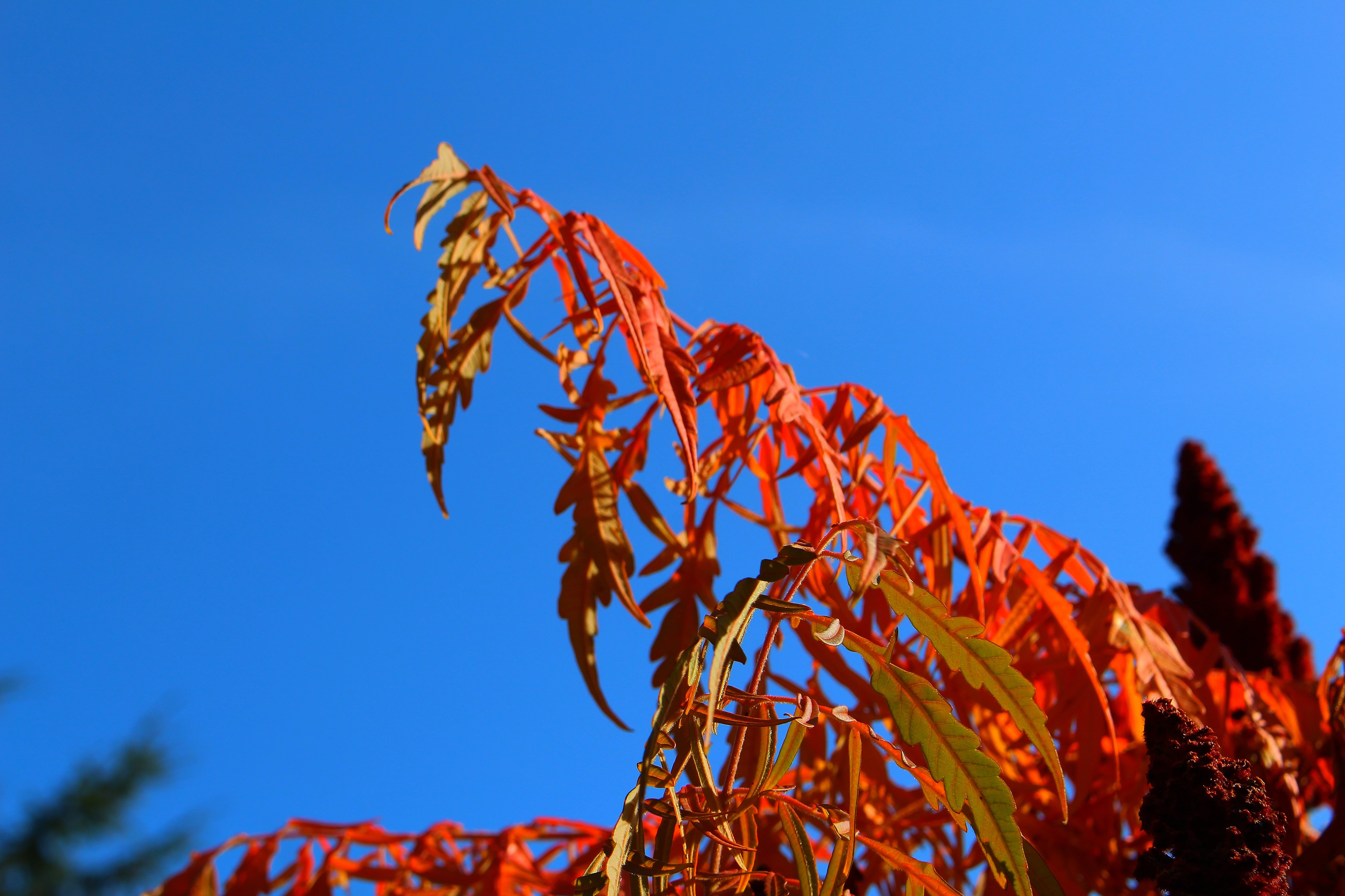 Orange Blue di Carlotaia