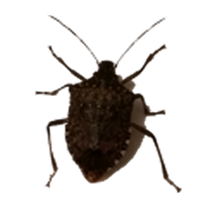 Lucky Stinkbug.apk 1.01