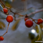 Indian plum