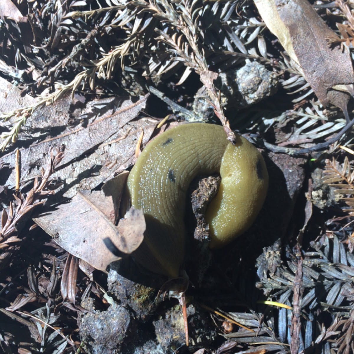 Banana slug