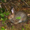 Snowshoe Hare