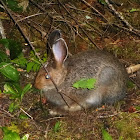 Snowshoe Hare