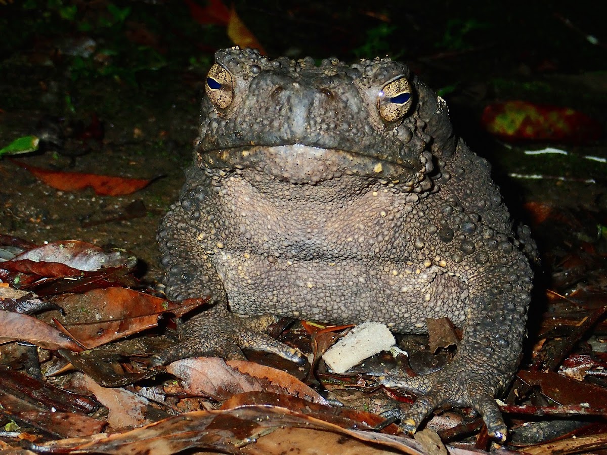 Asian Giant Toad