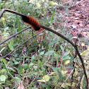 Wooly bear caterpillar