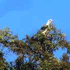 White tailed kite