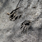 Northern Raccoon (Tracks)