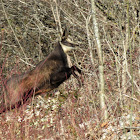 Chamois