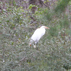 Great Egret