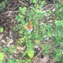 Pearl Crescent