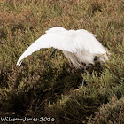 Little Egret