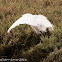 Little Egret