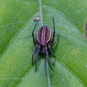 Orb Weaver (Neoscona molemensis)