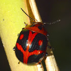 Happy Leaf Beetle