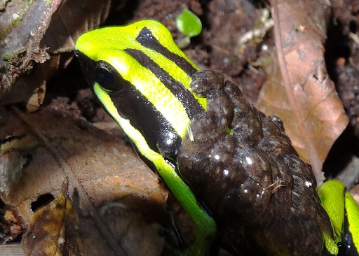 Three-striped Poison Dart Frog