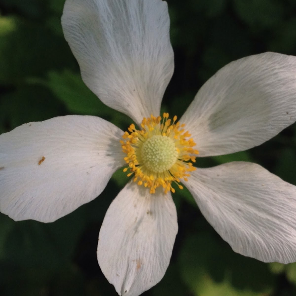 Wind flower