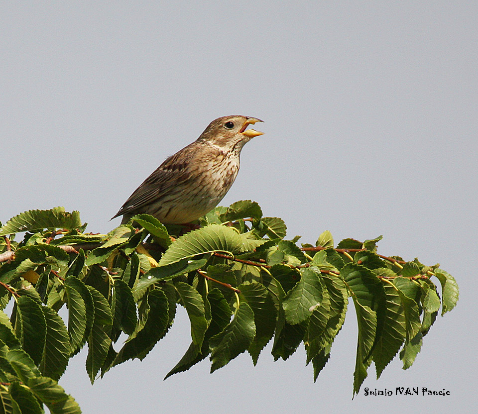 Corn Bunting