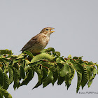 Corn Bunting