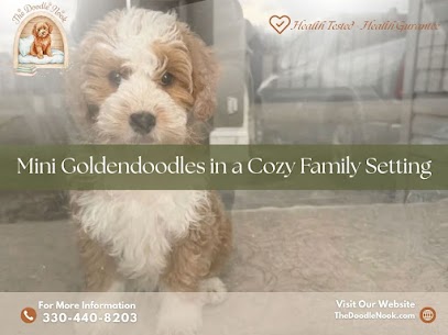 Micro Goldendoodle Shedding Explained