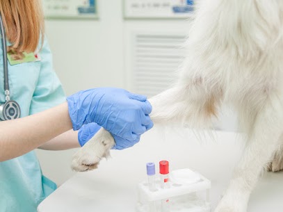 blood test at vets cost