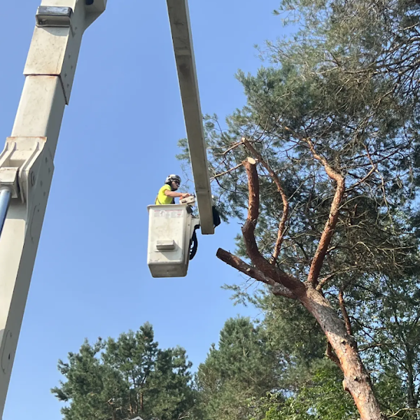 Big Chipper Tree Service LLC photo 1