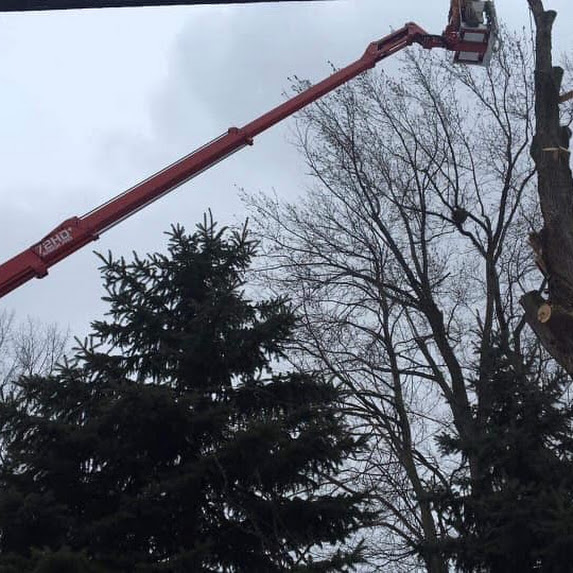 tree removal Spokane