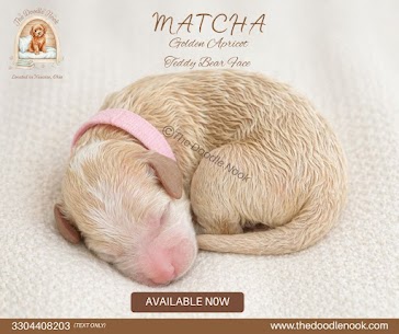 Mini Goldendoodle Puppies Ohio
