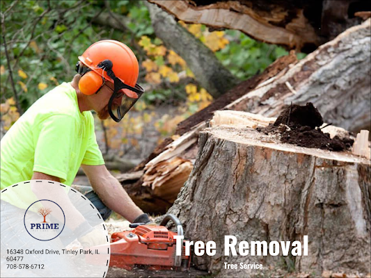 Tree Service Tinley Park, IL