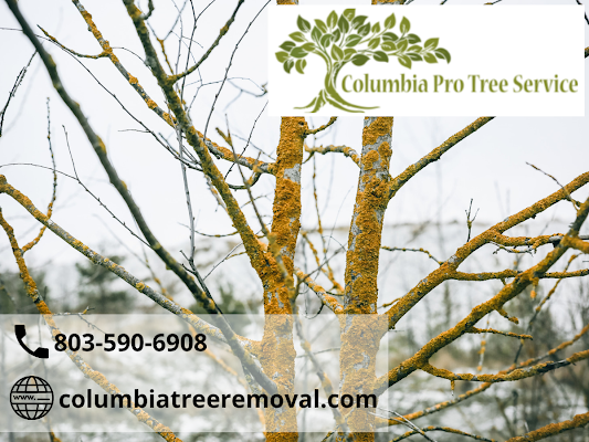 Tree Services Columbia SC