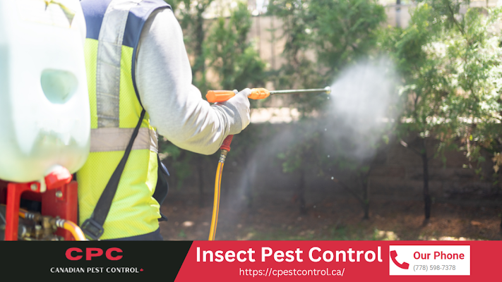 Pest Control Maple Ridge, BC