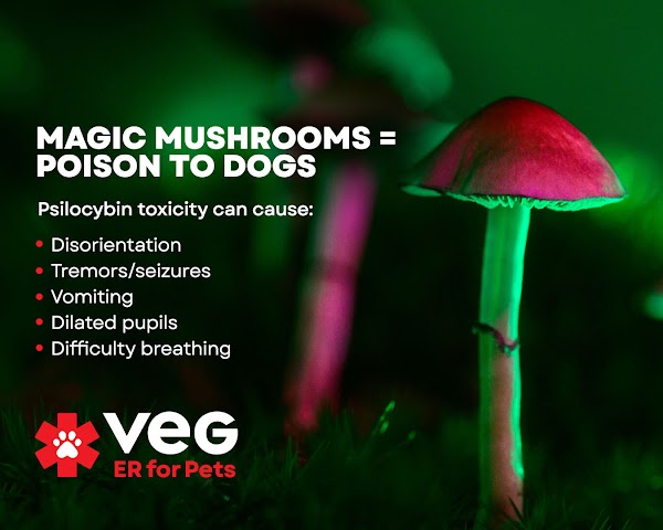 VEG ER for Pets photo 1