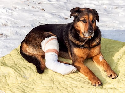 emergency vet York PA offers dog fractured leg recovery