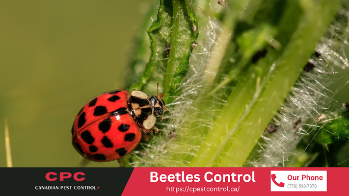 Pest Control Maple Ridge, BC