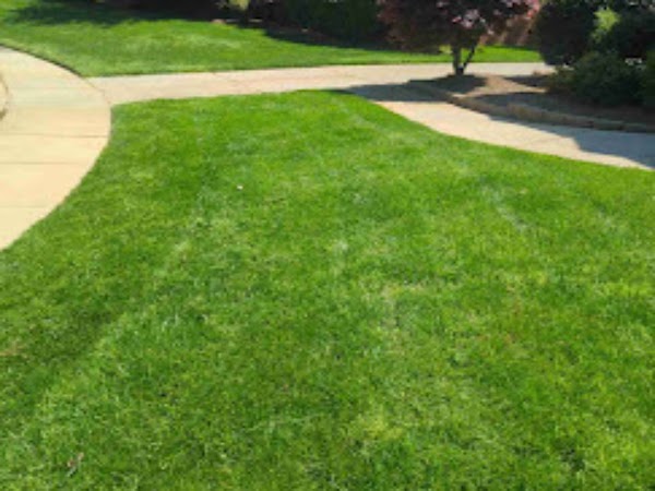 LawnStarter - Charlotte Landscaping photo 4