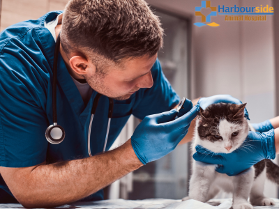 Tampa's Reliable Veterinarians
