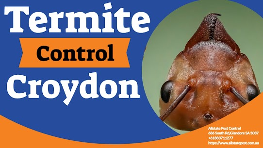 Termite Control Prices Croydon