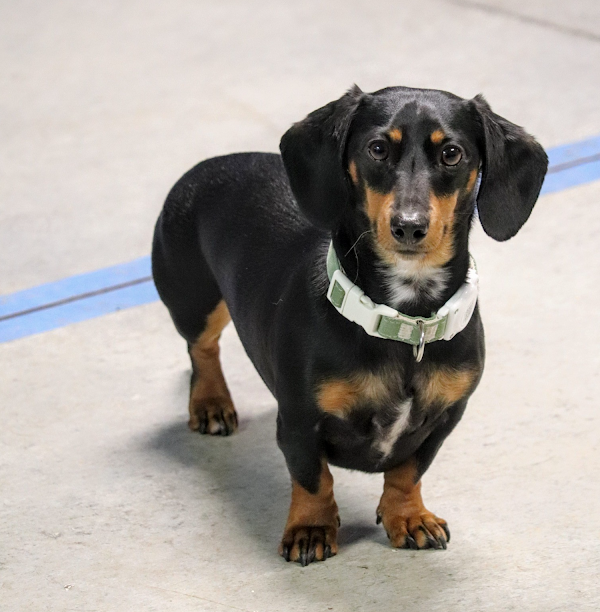 Riverside Pet Club and Resort photo 1
