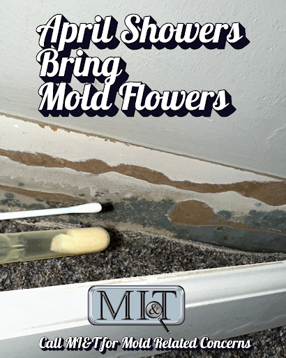 Mold Inspection & Testing Alexandria VA photo 4