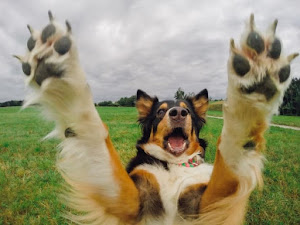 Pet Supplies Plus Bettendorf 6