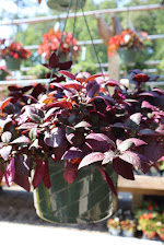 Cross Creek Nursery West End 8