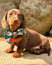 Dachshund puppies for Sale in Germany 3