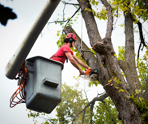 Tree Services In Merced