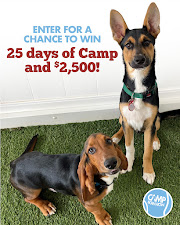 Camp Bow Wow Grand Prairie 8