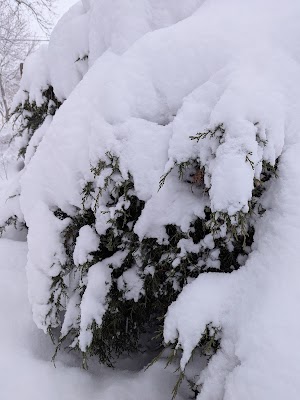 Spring Clean Laundry facility with washing machines in Colorado Springs