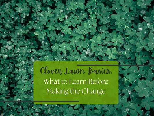 Clover Lawn Basics