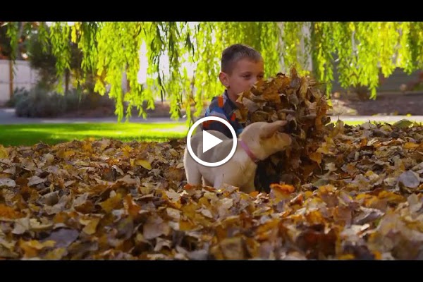 Clean Air Lawn Care Seattle photo 1
